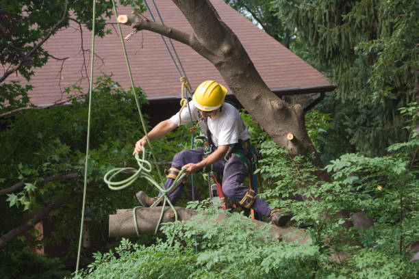 How Our Tree Care Process Works  in  Vineyard Haven, MA